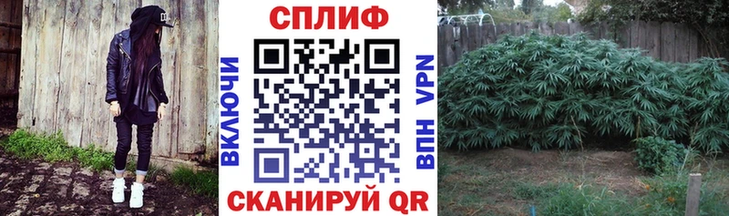 Каннабис марихуана Урус-Мартан